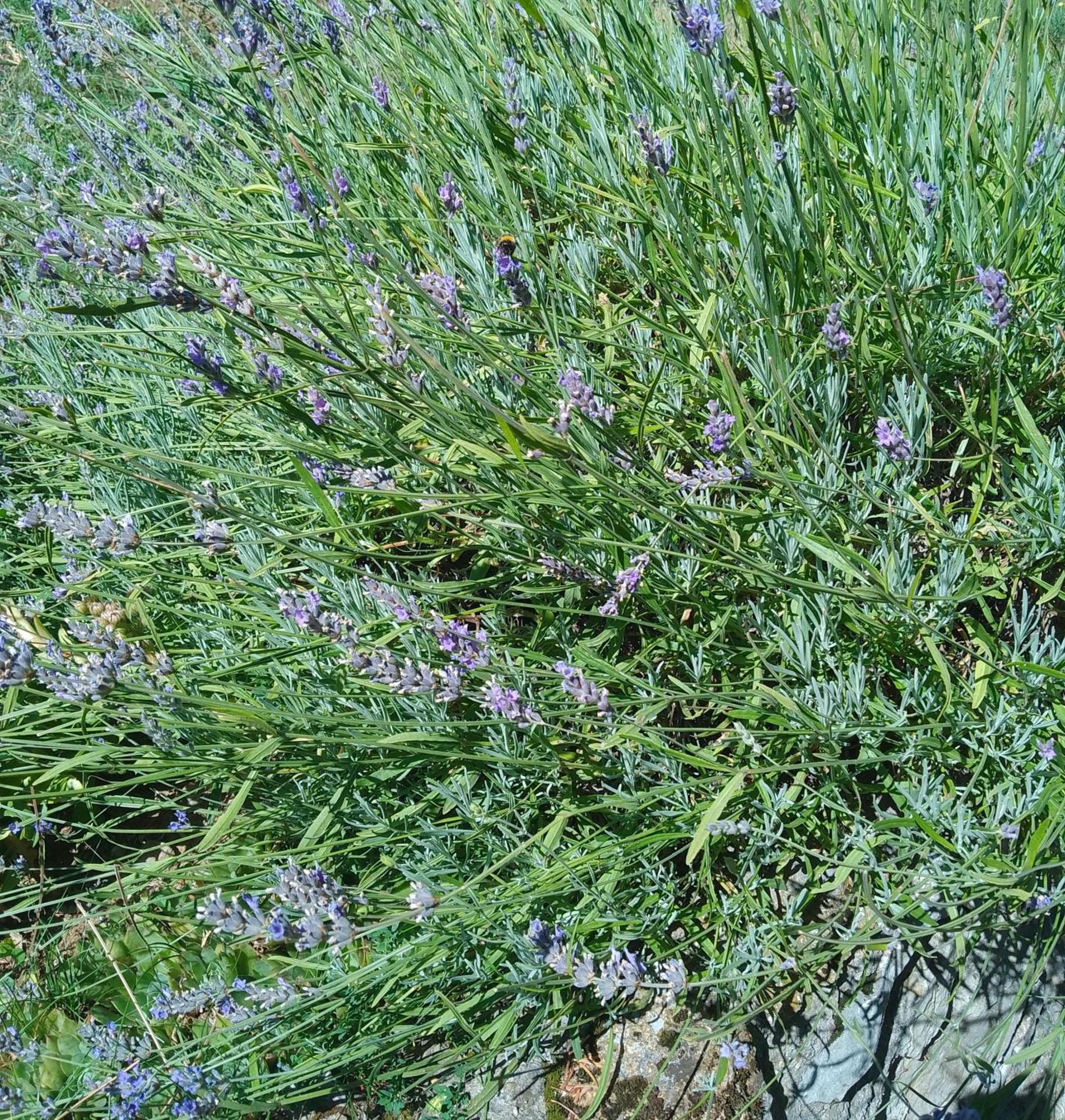 Apartmani Planinska Kuca, Jagodnja Krupanj Bagian luar foto